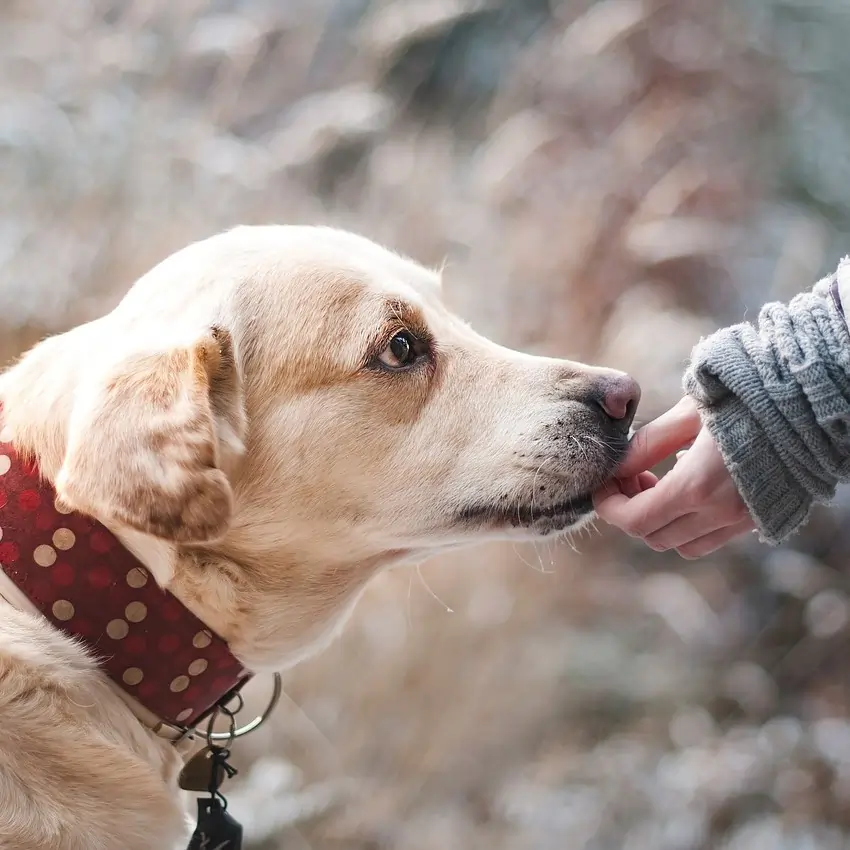 Lab being hand fed. Picture by Lepale