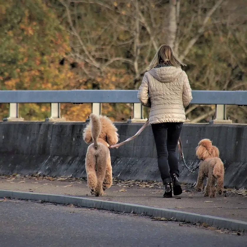 Woman walking two poodles