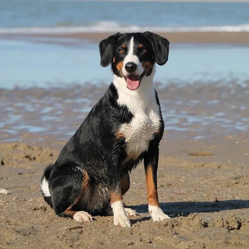 Dog on beach