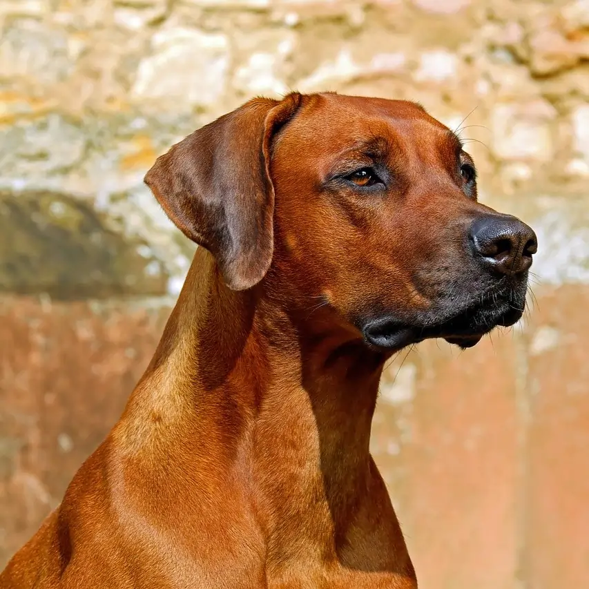 Rhodesian ridgeback