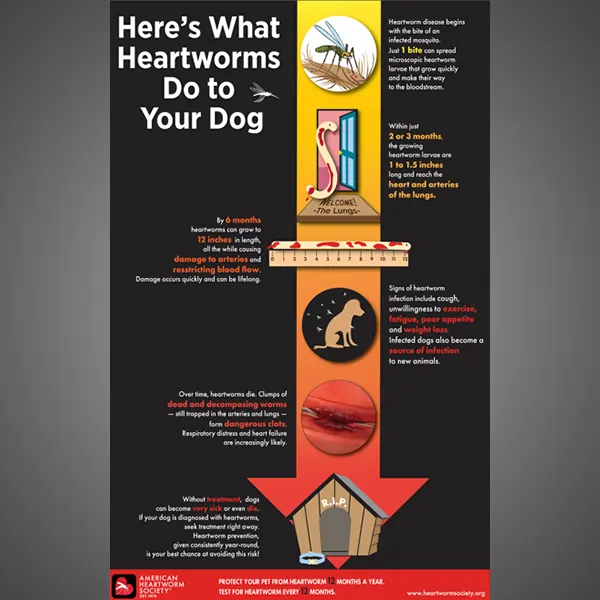 Canine Heartworm Progression  