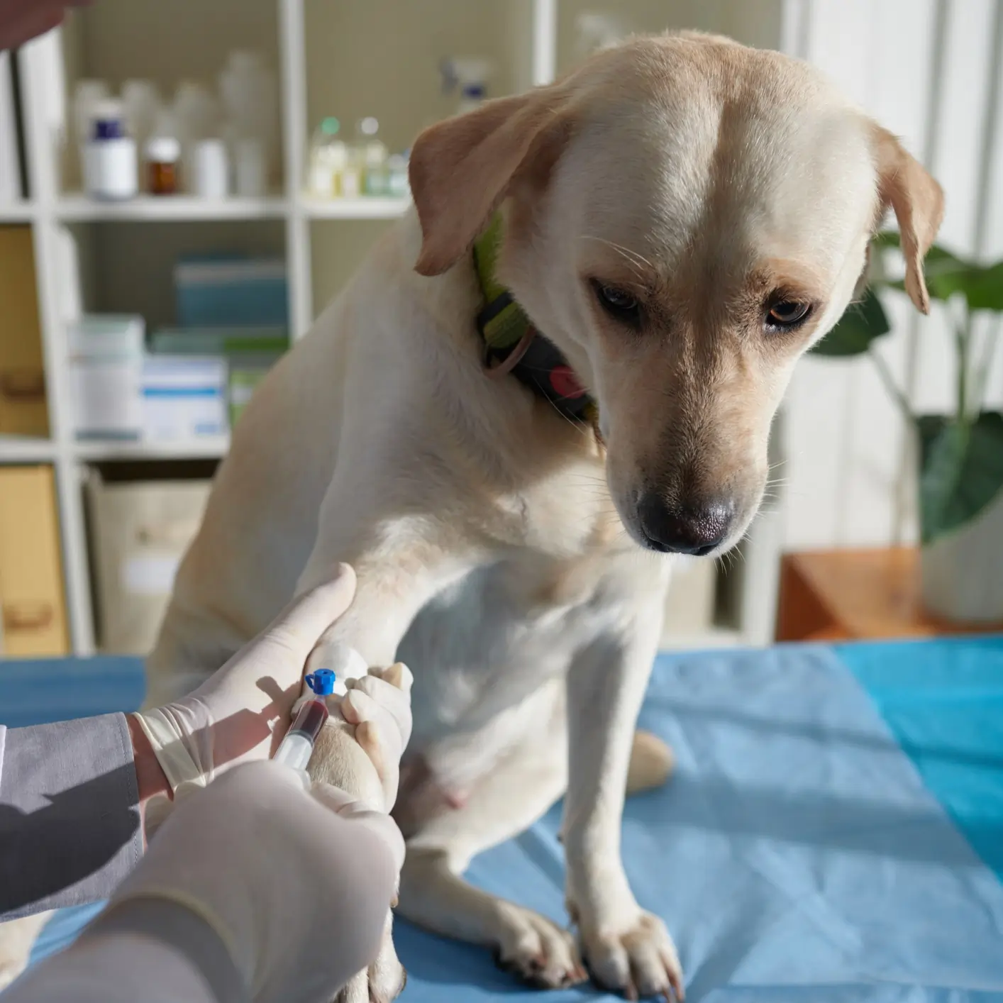 Blood draw from dog 