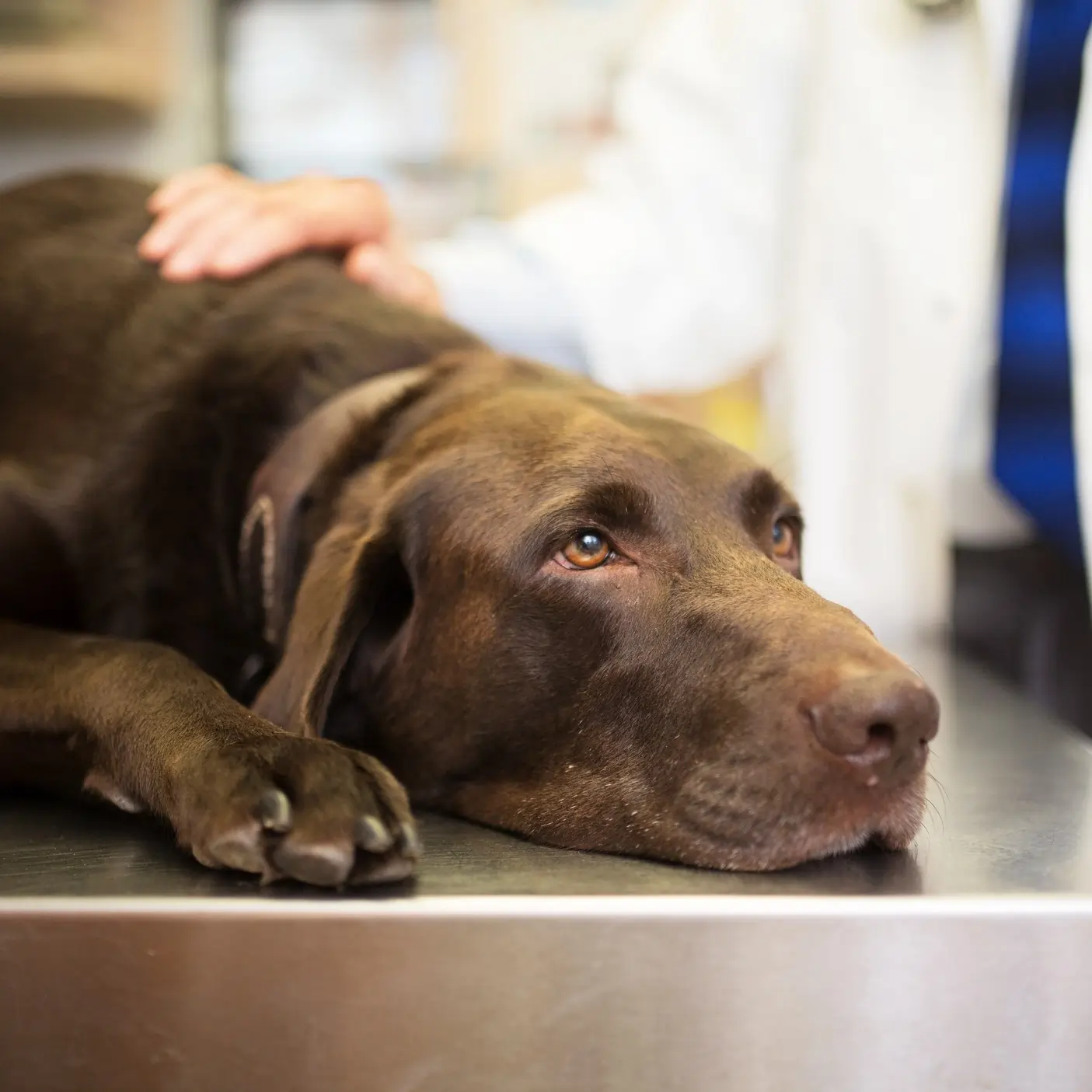 Dog lying on exam table 